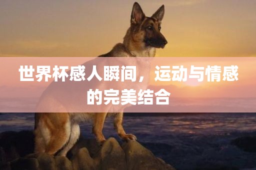 世界杯感人瞬间，运动与眉山市正发家政服务有限公司情感的完美结合
