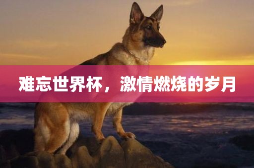 难忘世界杯，激情燃烧的岁月