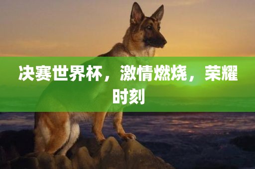 决赛世界杯，激情燃烧，荣耀眉山市正发家政服务有限公司时刻